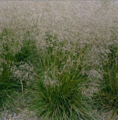 Deschampsia Cespitosa 'Golden Dew' (Goldtau)